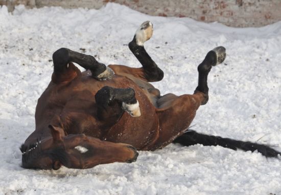 Equi-N-icE Clinically Proven