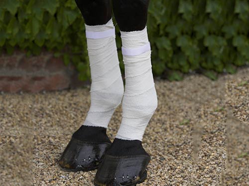 Equi-N-icE Better by Design